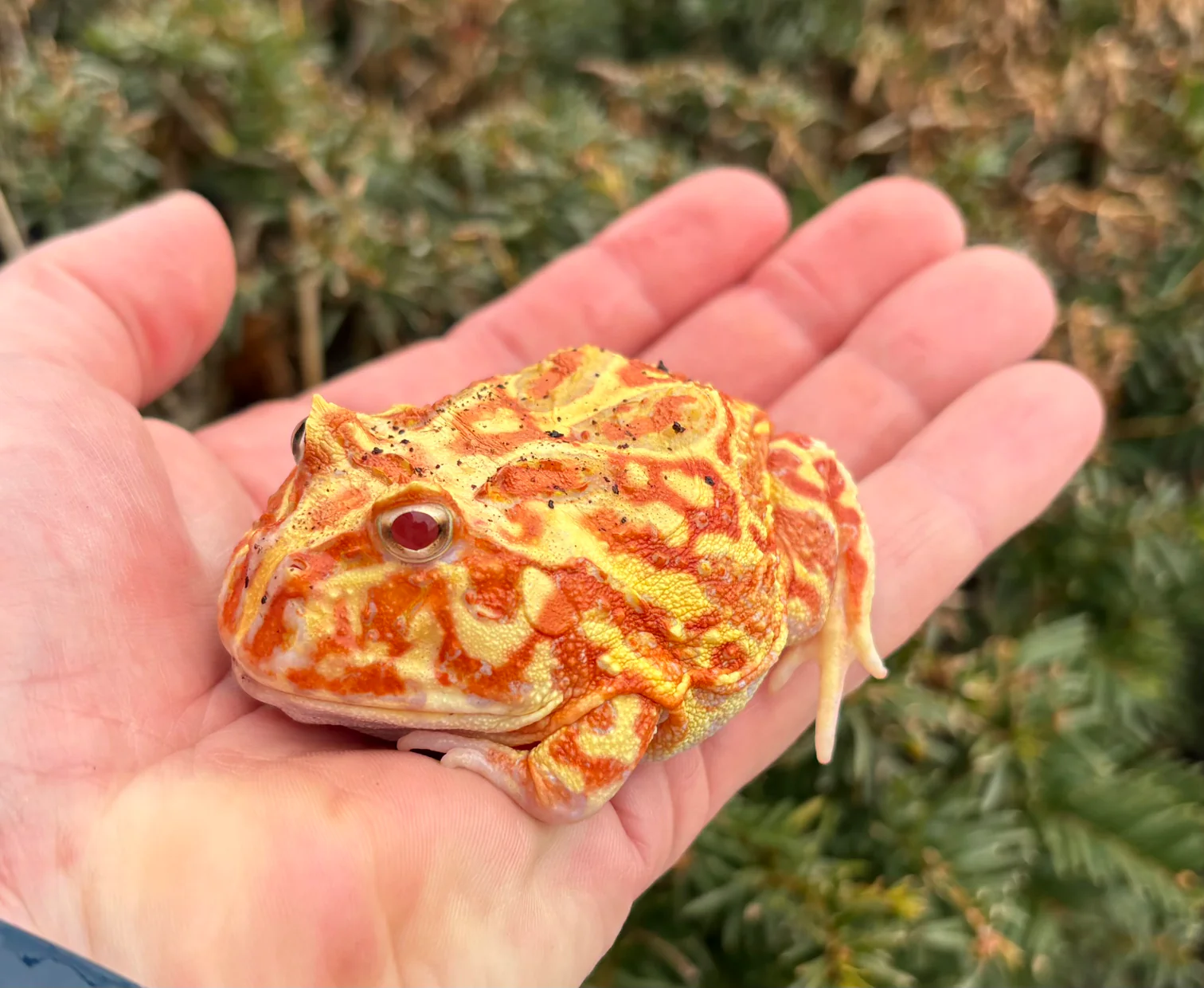 Exotic Style for Every Habitat