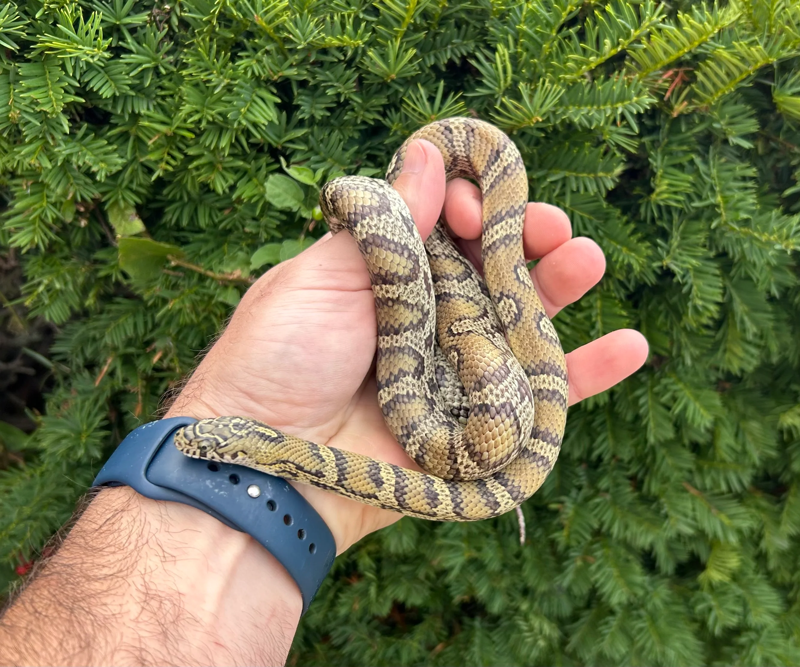 Kingsnakes and Milksnakes
