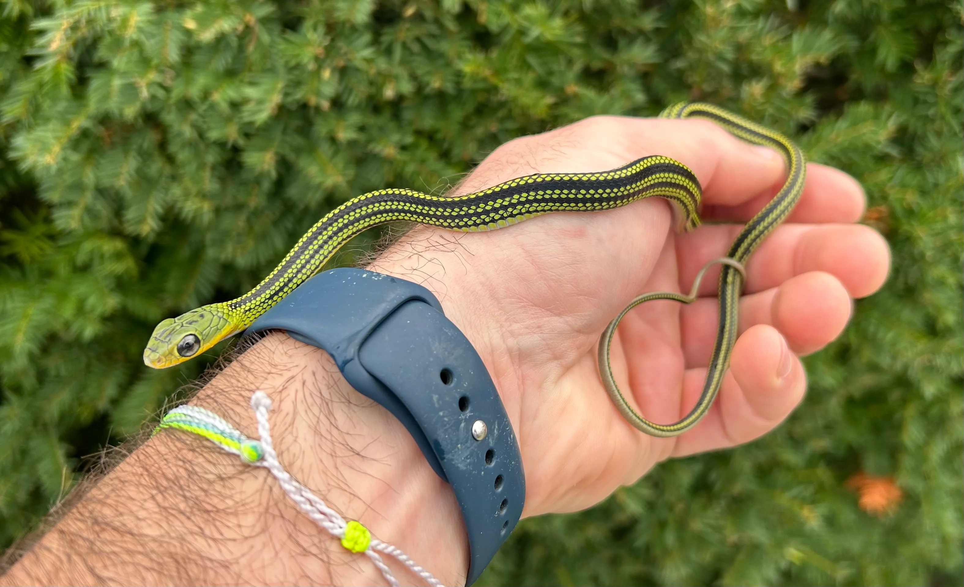 Ratsnakes
