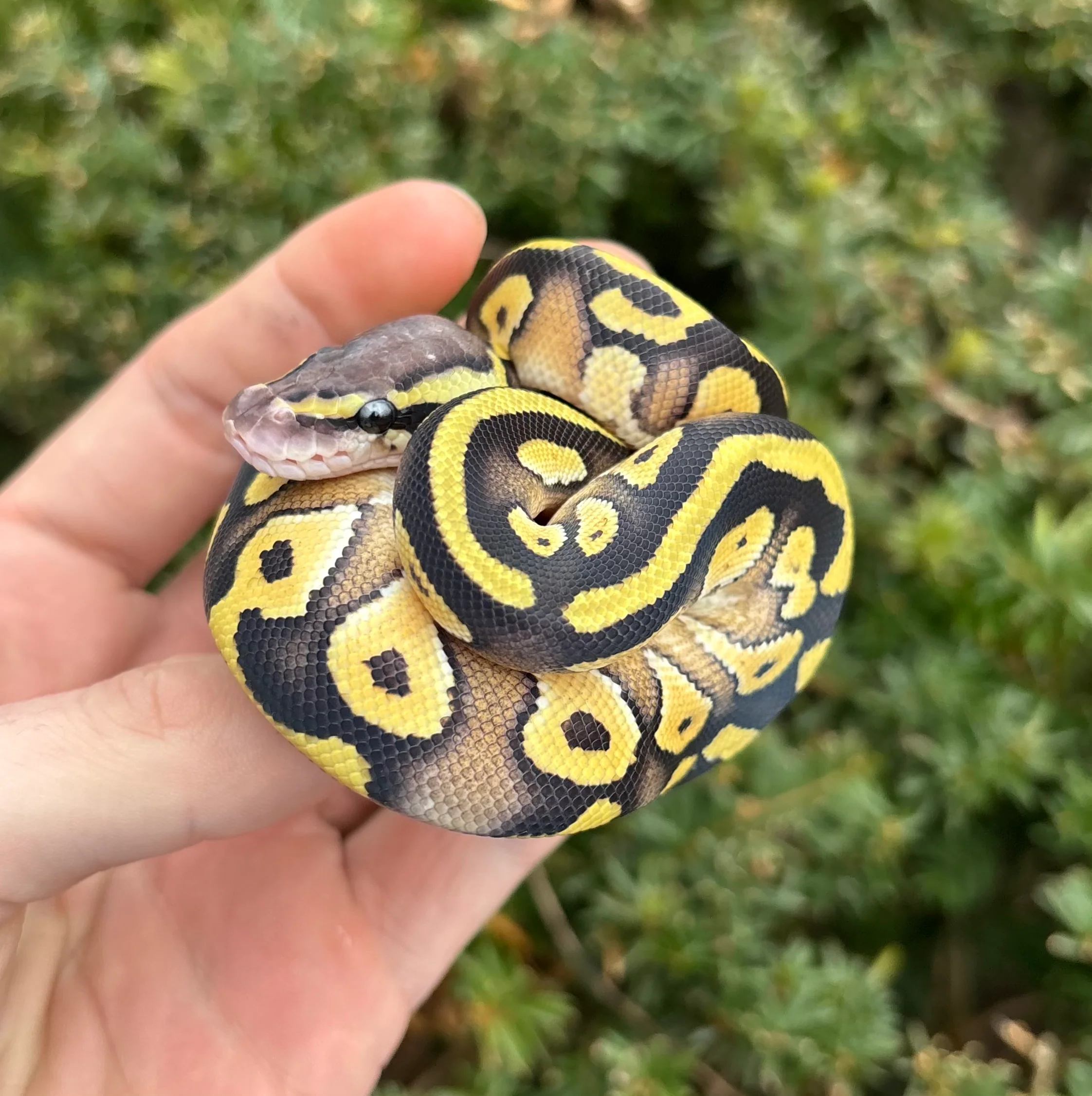 Ball Pythons